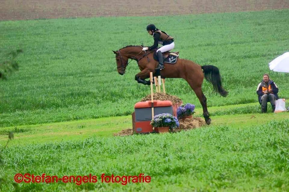 Springpaard Zangersheide PabloxNimmerdor