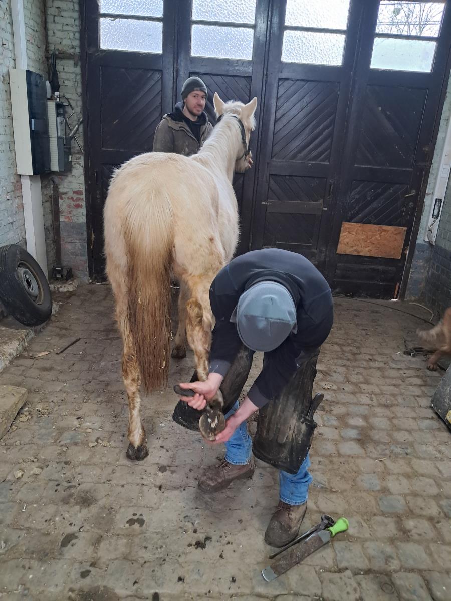 Quarter palomino ruin te koop