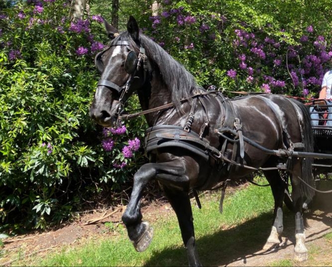 Paard te koop: Gelderlander - Recreatie - Merrie HorseStep