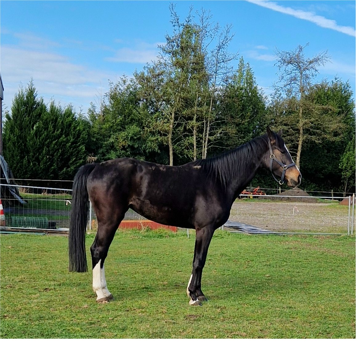 4 jarige merrie van Casall la silla