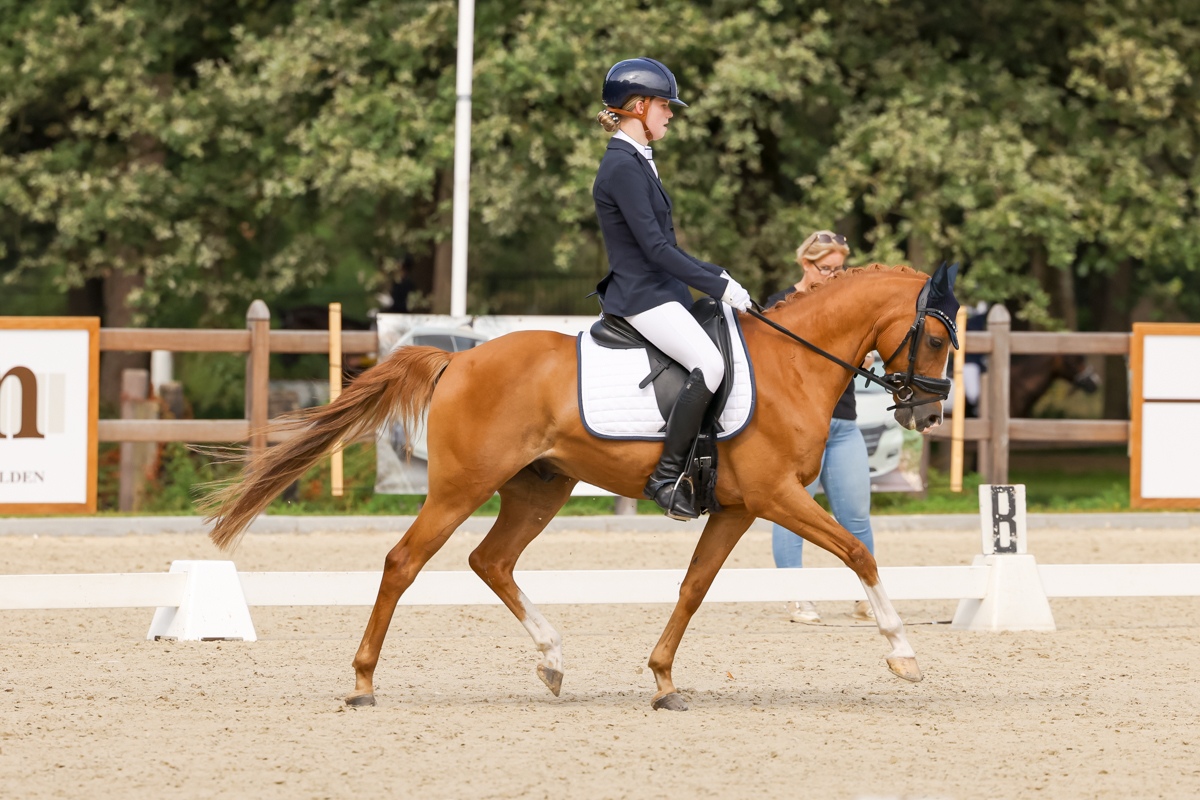 Lieve, knappe Z1 sportpony Hunk