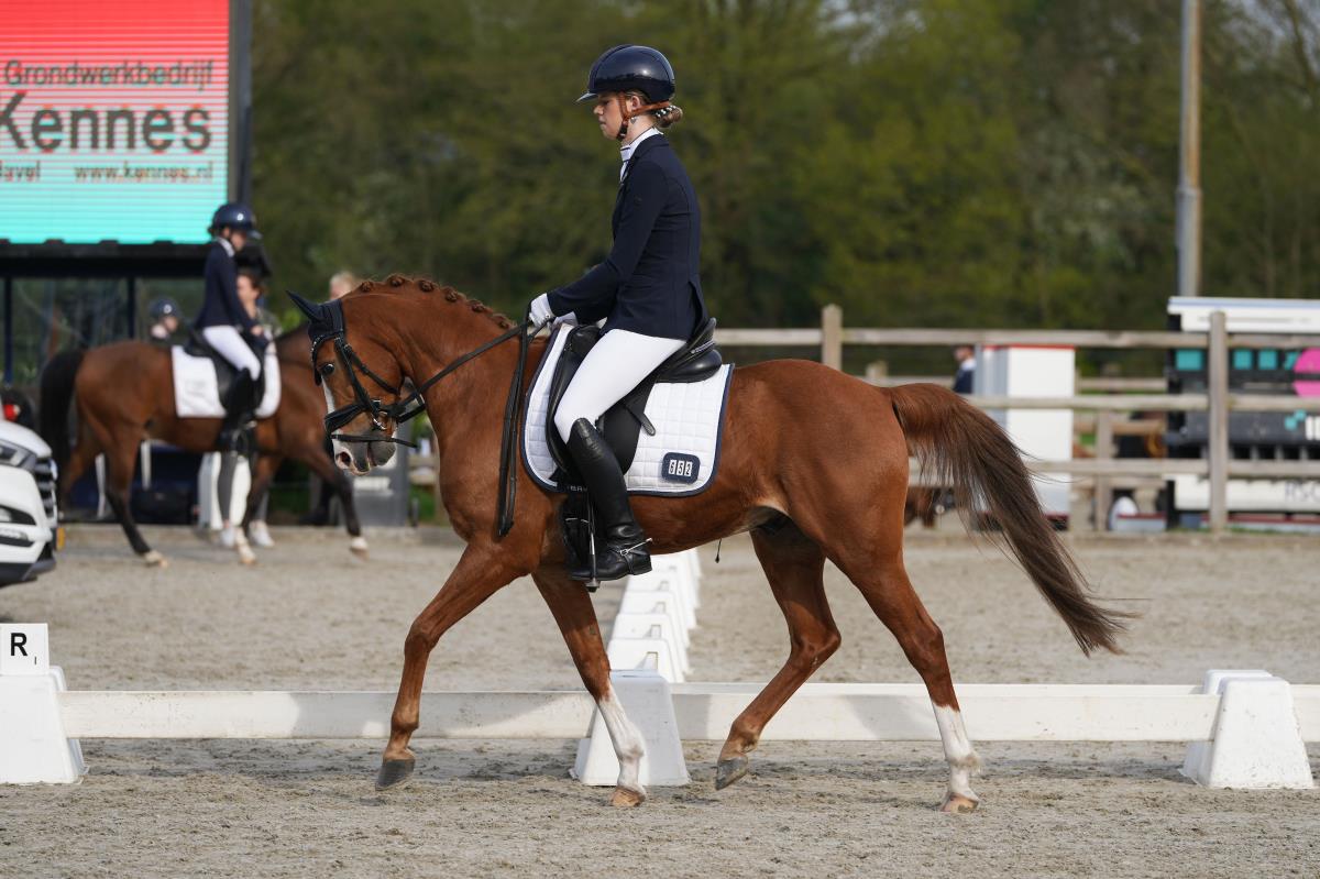 Lieve, knappe Z1 sportpony Hunk