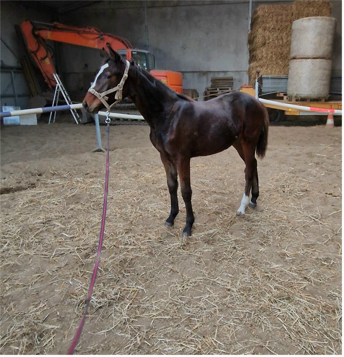 1 jarige merrie van Darco