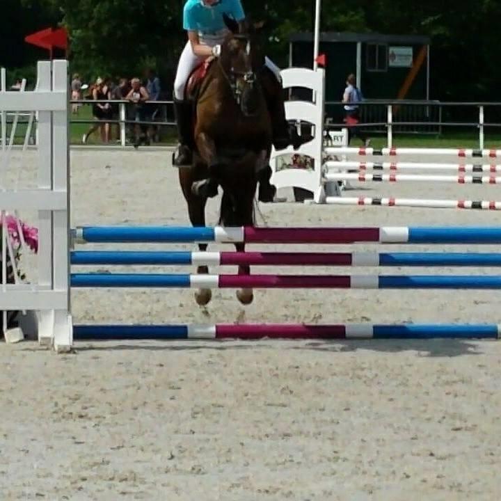 D-Pony
