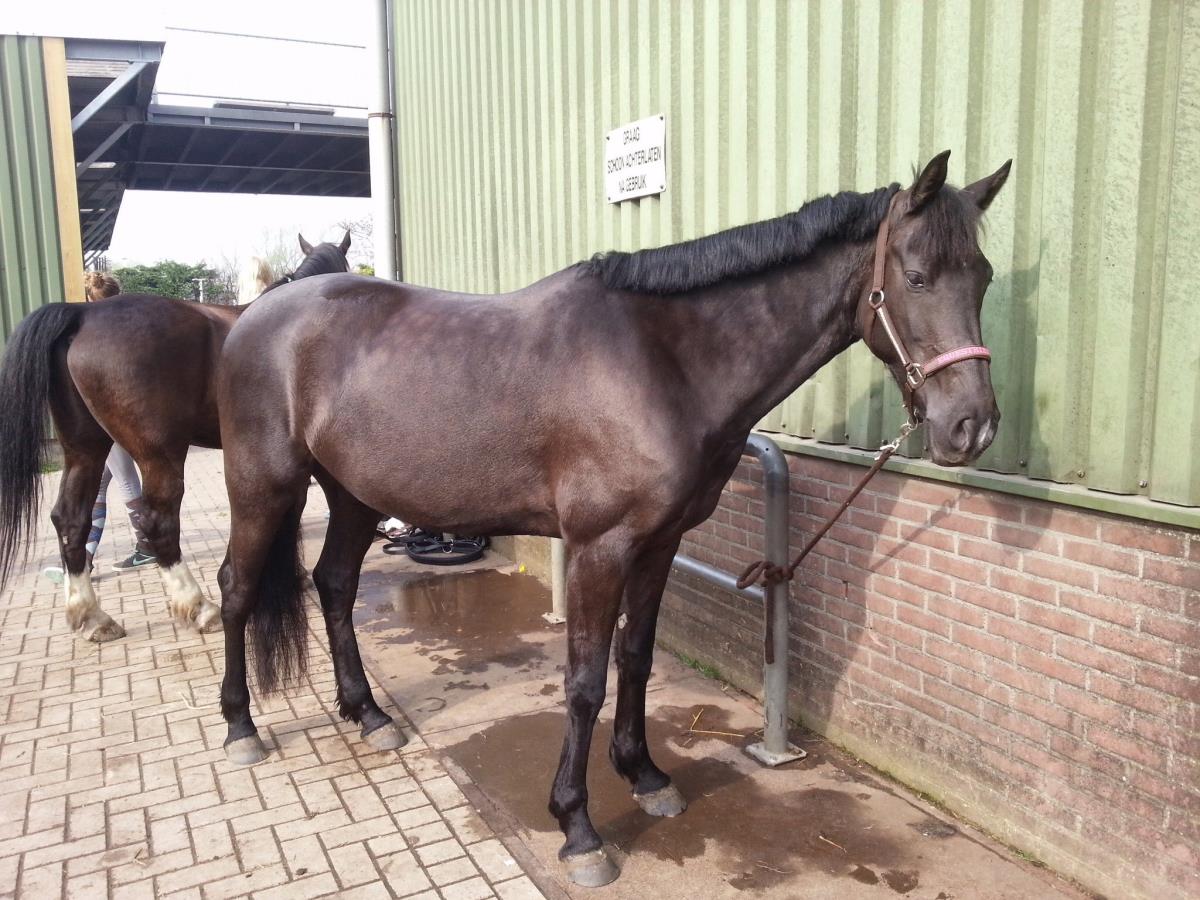 Lieve merrie (FriesxArabier)