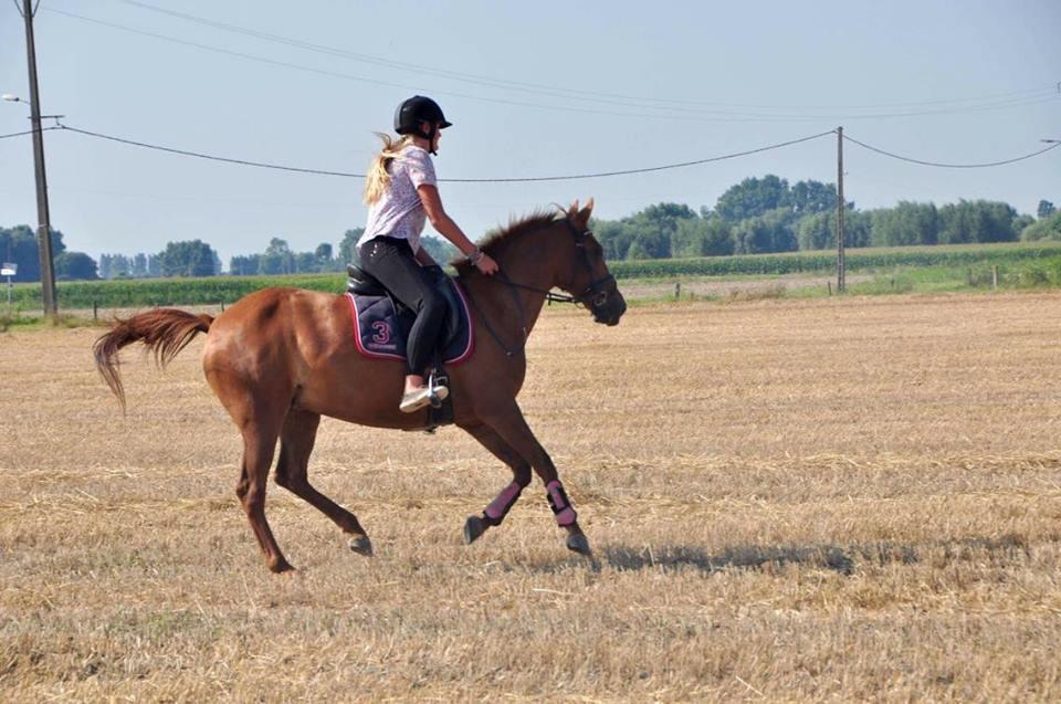 betrouwbare recreatie merrie