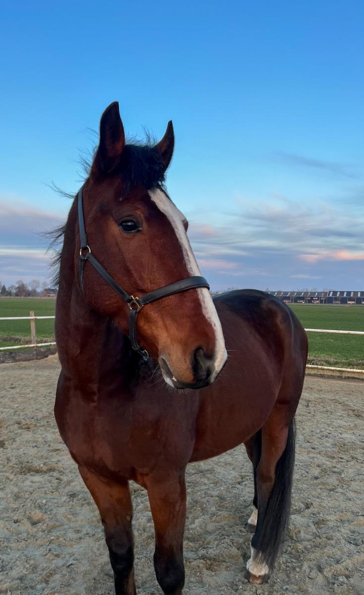 4 jarige ruin te koop