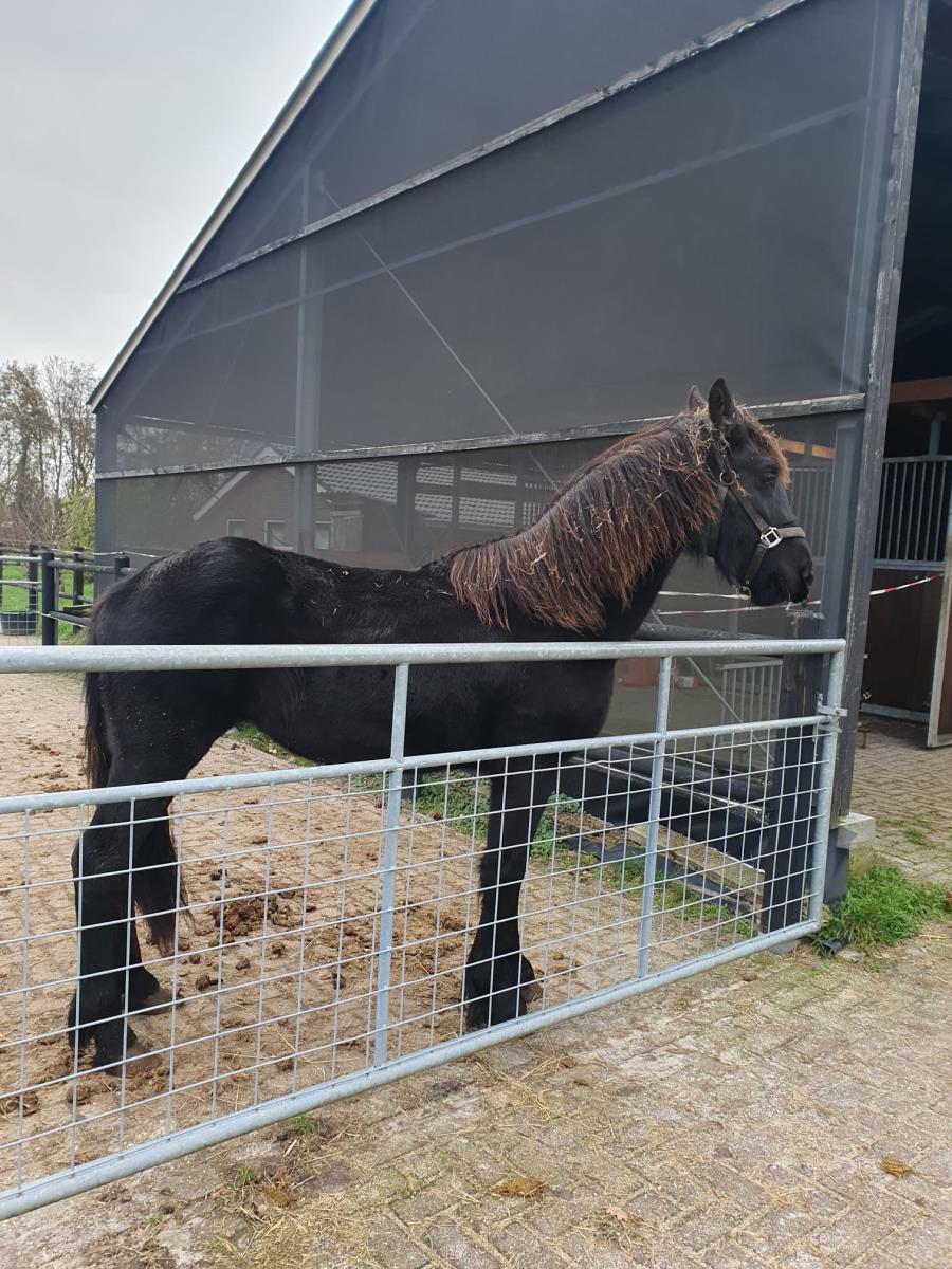 Bijna 2 jarige mooie friese dame 
