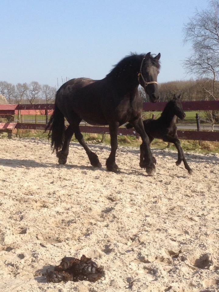 Lieve knuffelige Friese merrie 