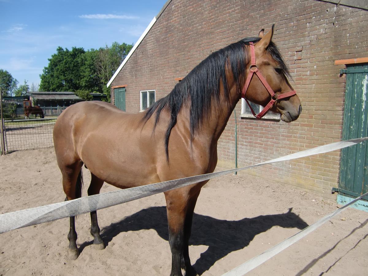Hengstveulen