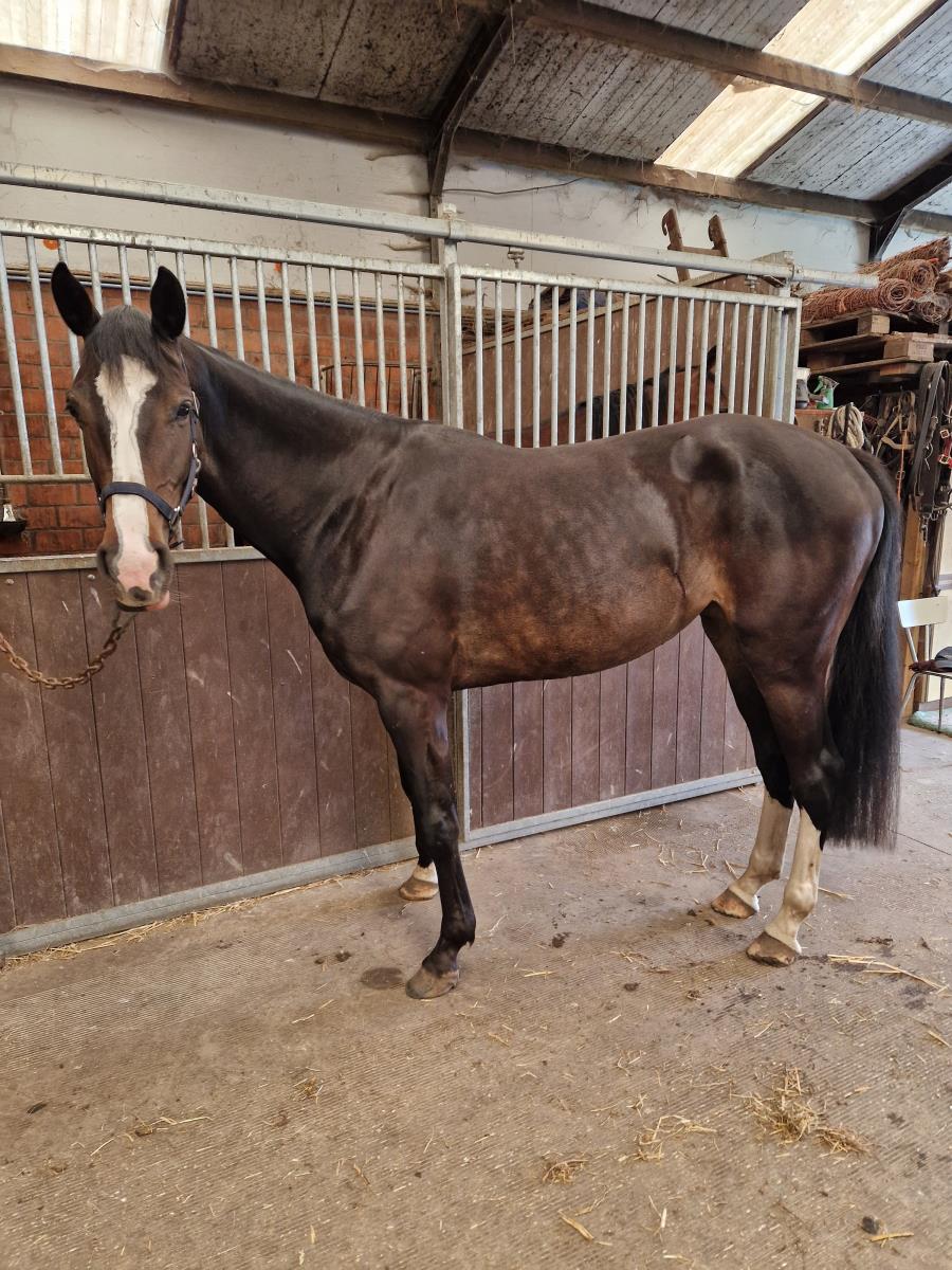 4 jarige merrie van Casall la silla