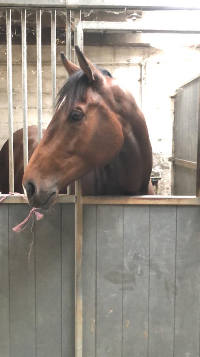 4 jarige ruin te koop