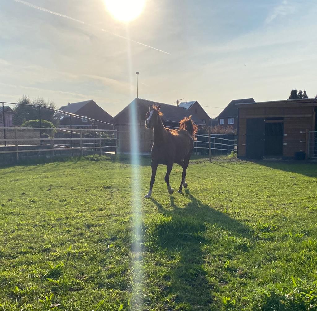 Arabisch paard