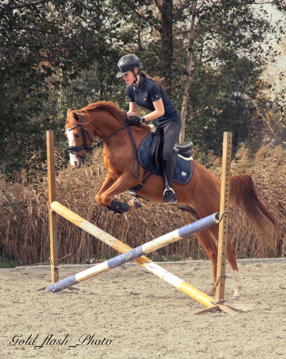 Lieve, knappe Z1 sportpony Hunk