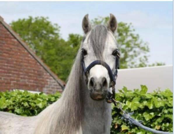 Fantastische leuke 4 jarige B pony schimmel ruin!