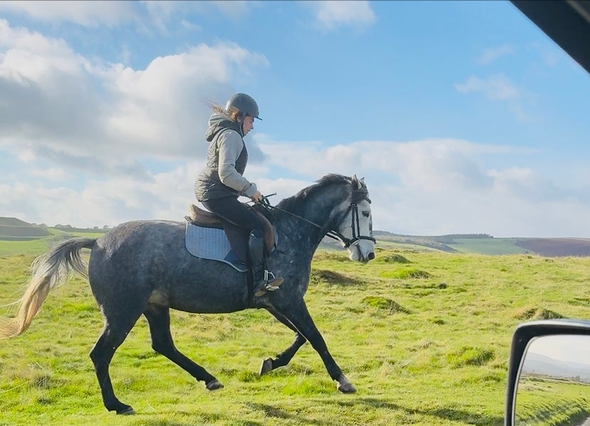 Hungarian Warmblood Mare for sale