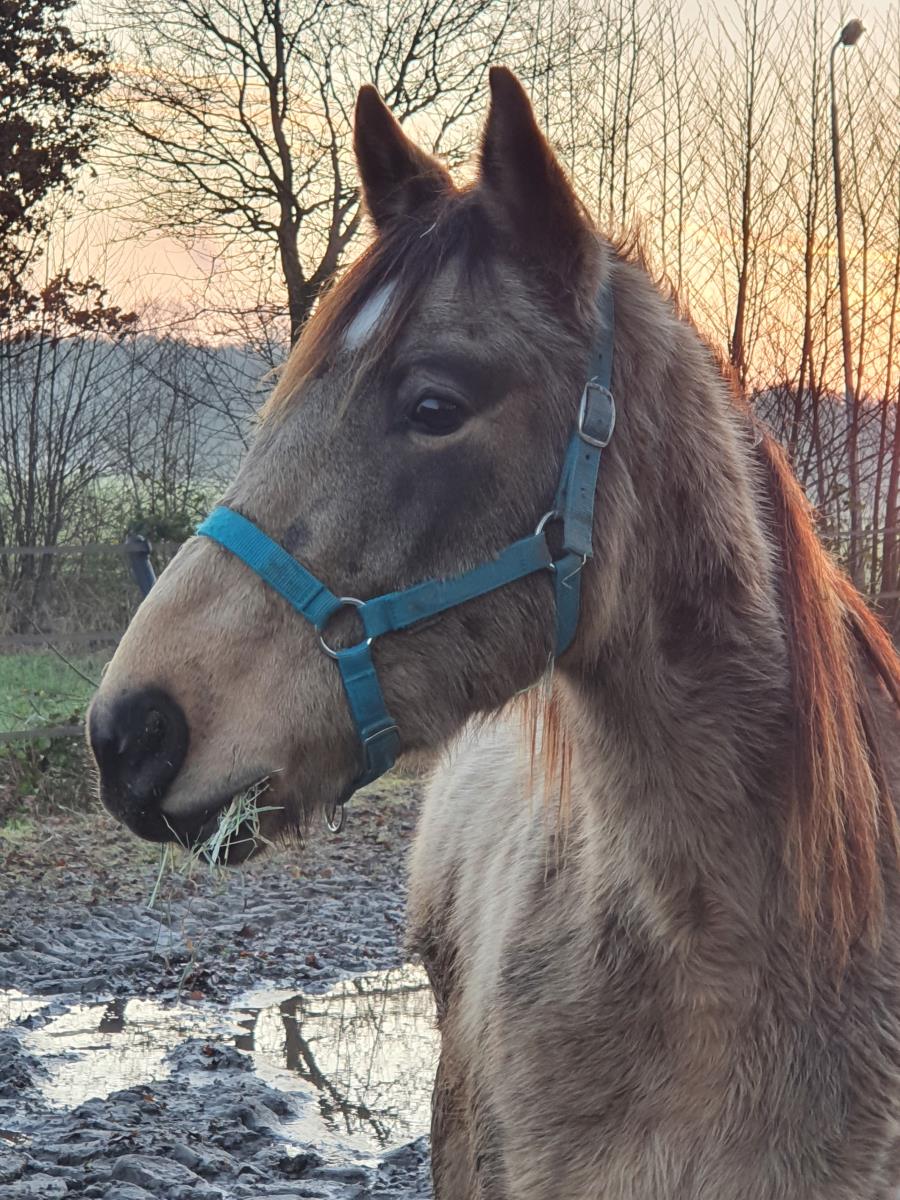 Welsh Pard Pred x Czech Warmbloed.