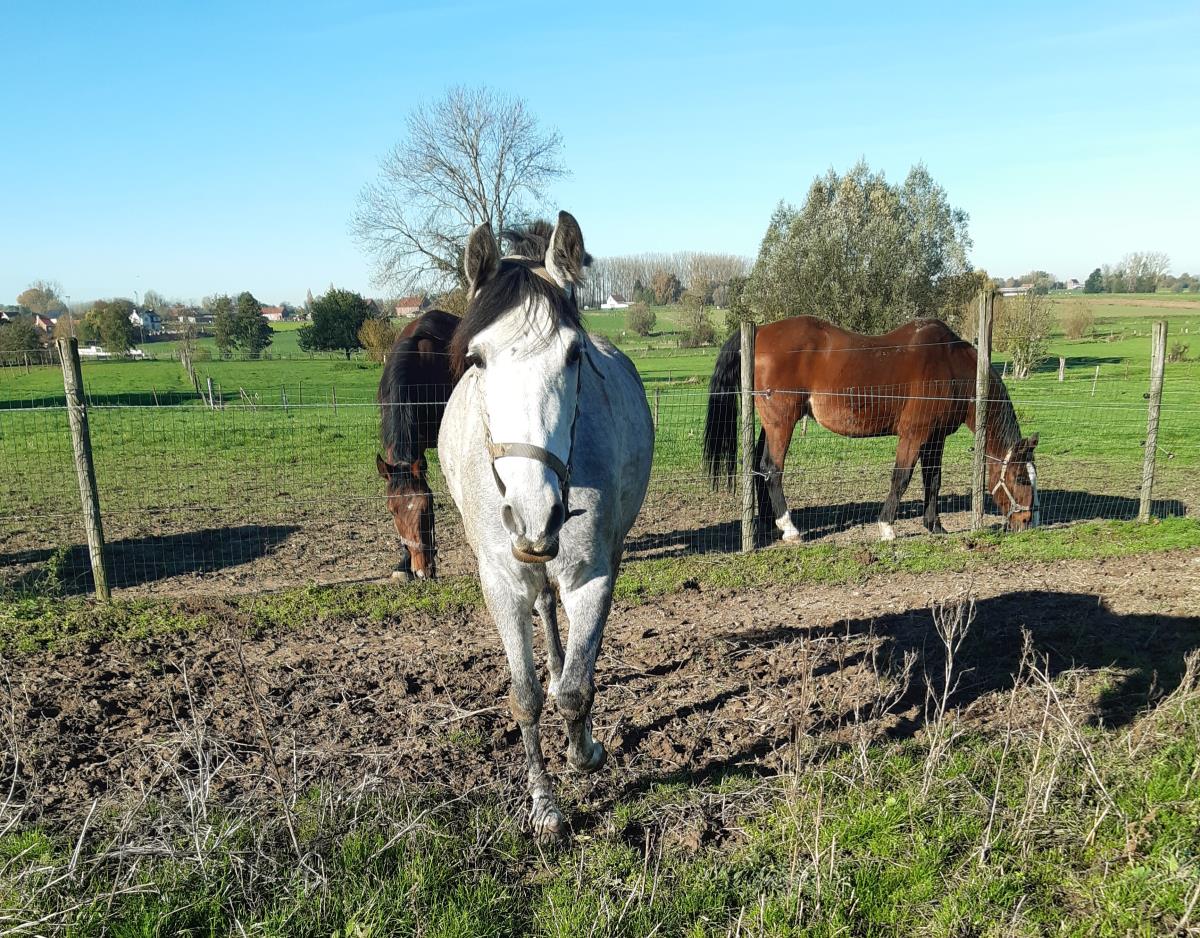 pré merrie