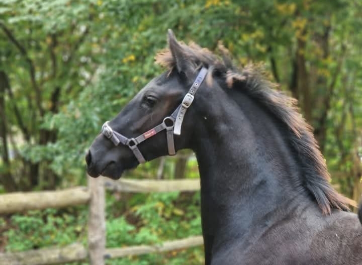 Fries hengst veulen 
