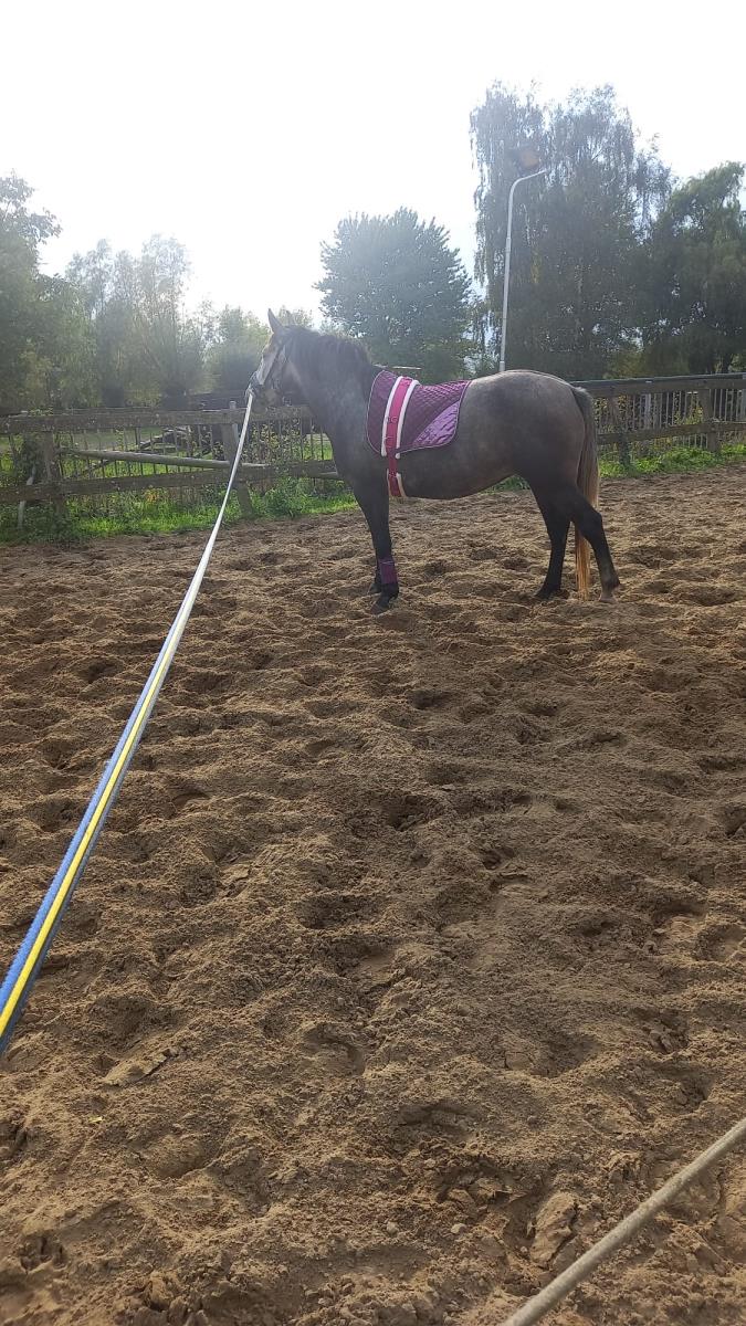 6 jarige merrie