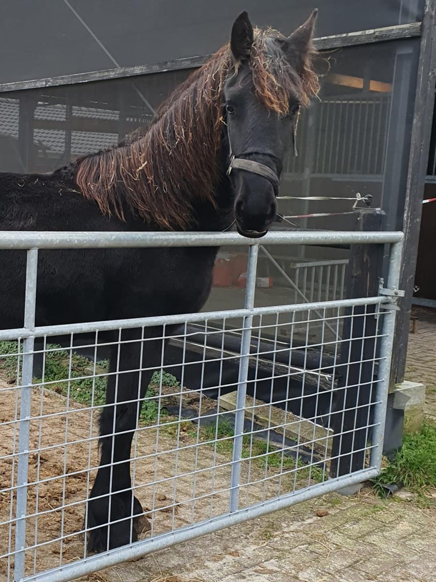 Bijna 2 jarige mooie friese dame 