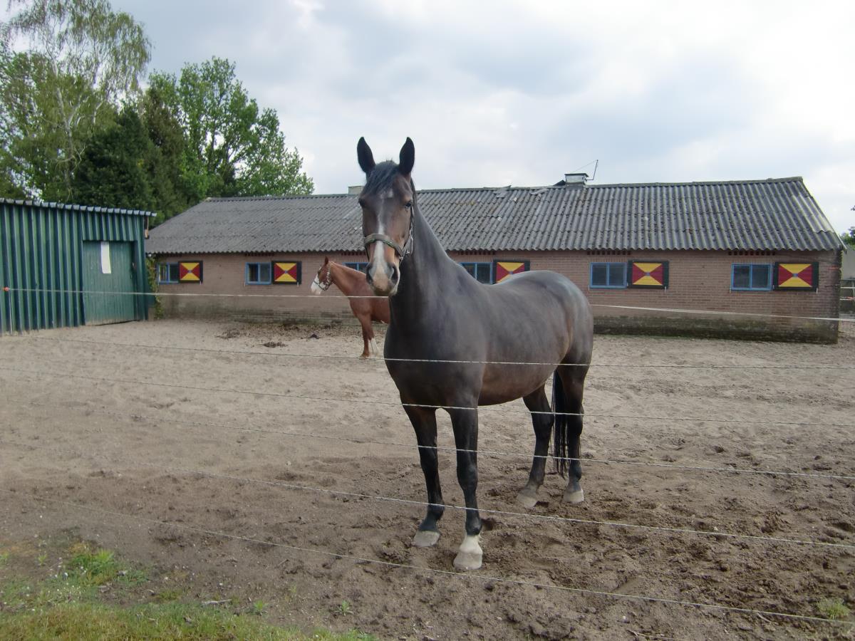 Hermine