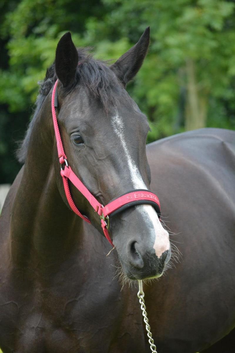 Te koop talentvolle 5 jarige Toto jr merrie