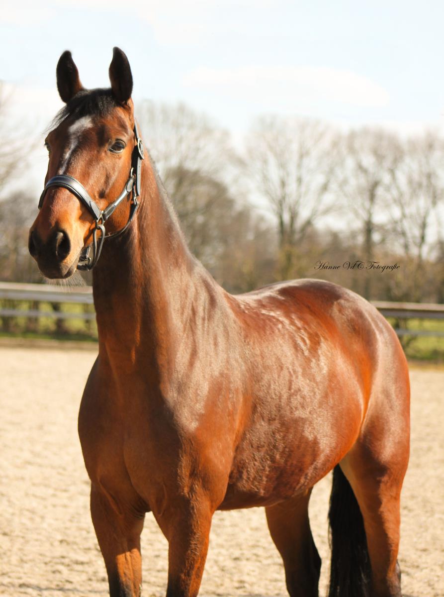 BWP Mustang Van De Singelhoeve