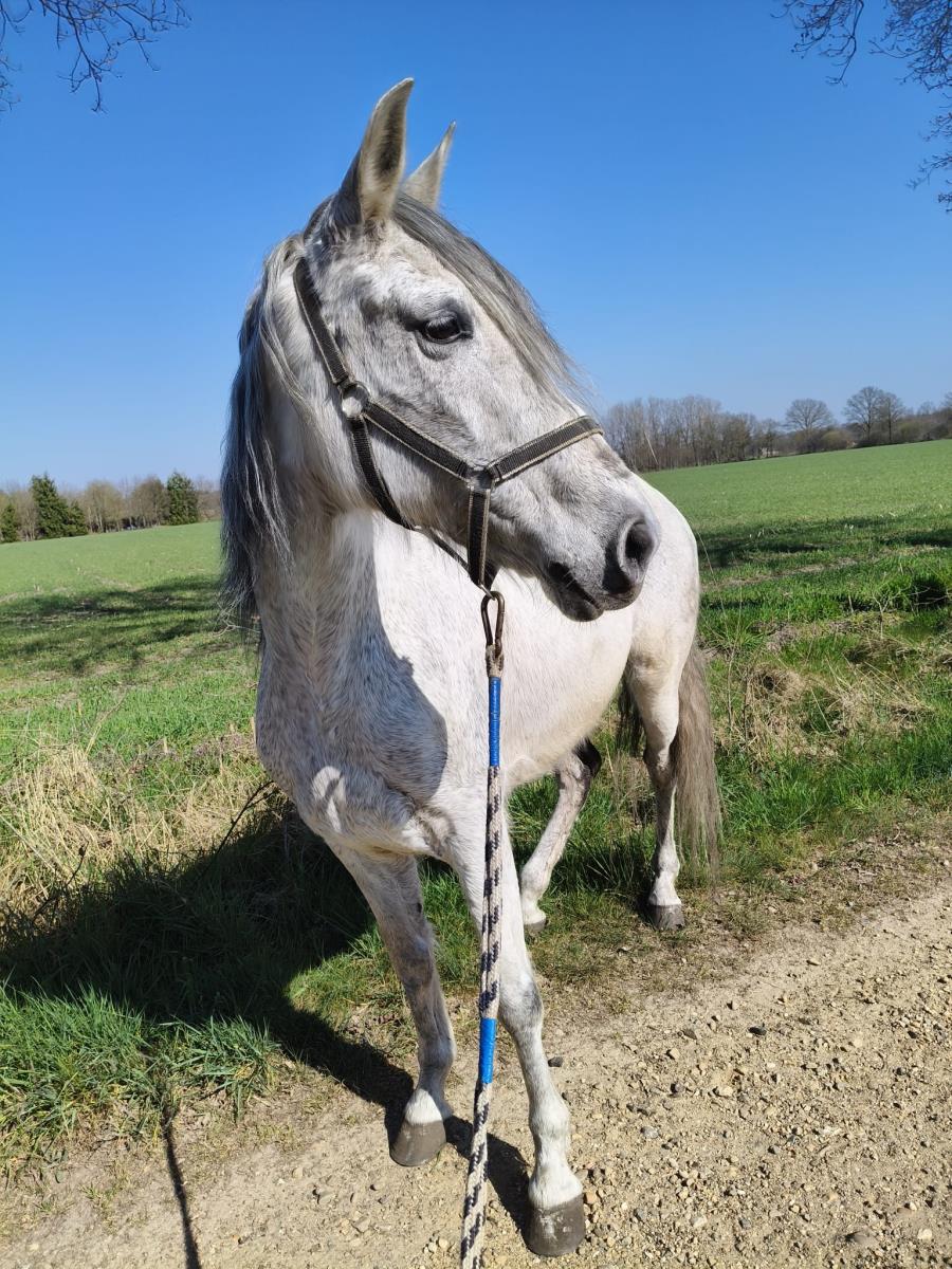 Zeer lieve merrie