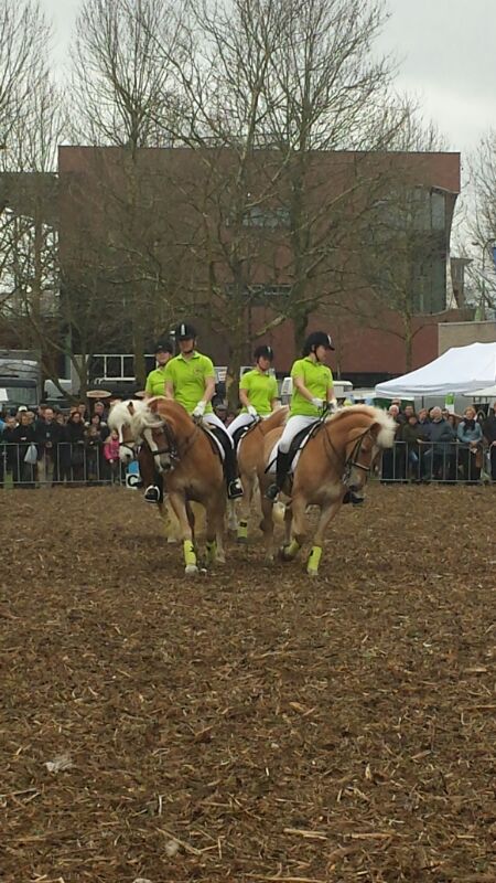 Haflinger merrie Z dressuur