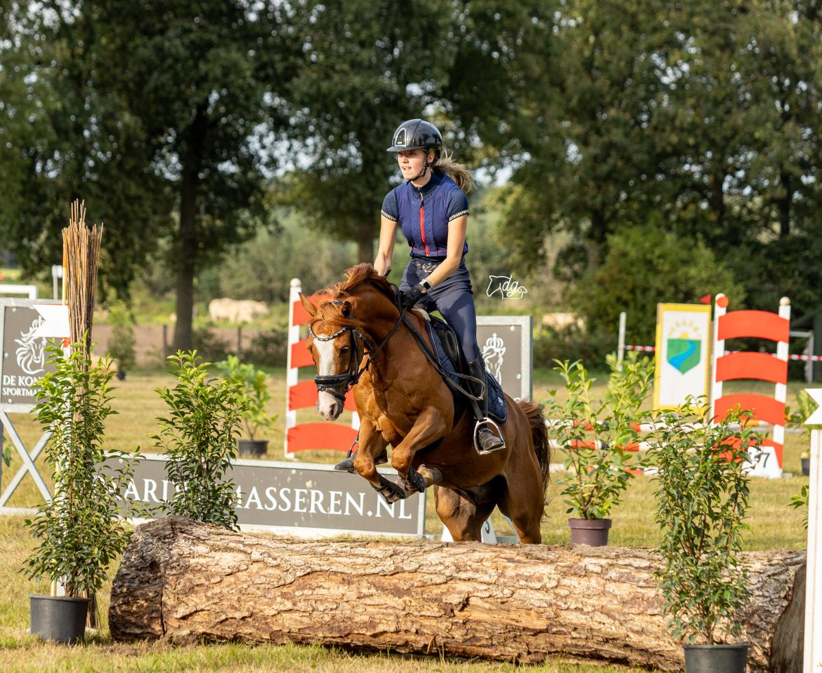 Lieve, knappe Z1 sportpony Hunk