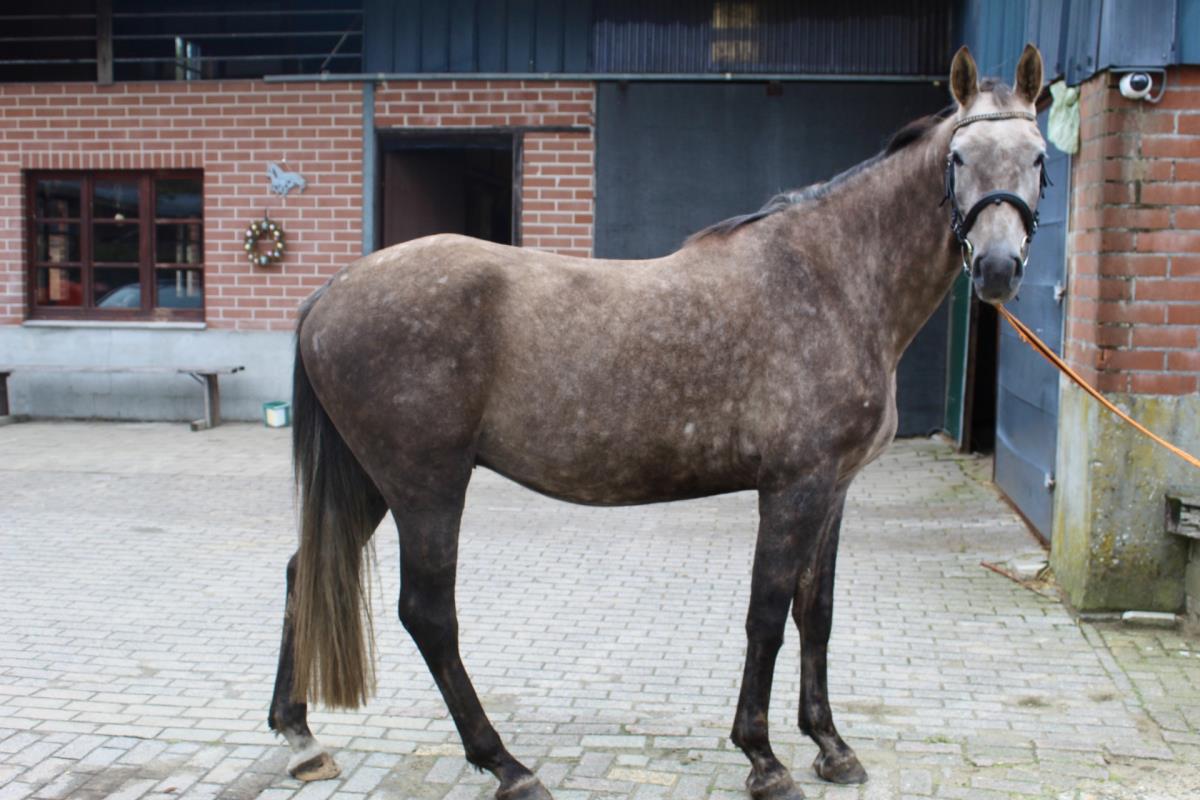 Lieve 5 jarige ruin met veel potentie voor sport 