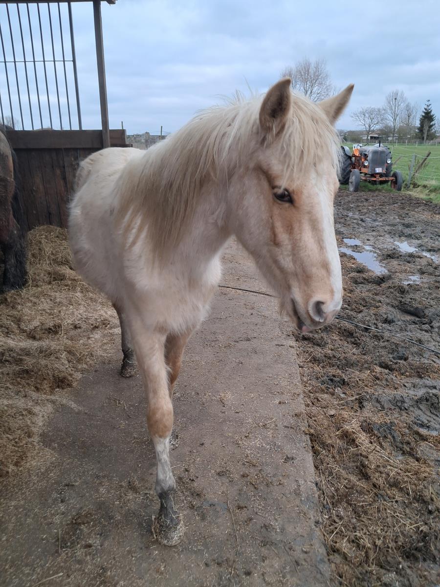 Quarter palomino ruin te koop