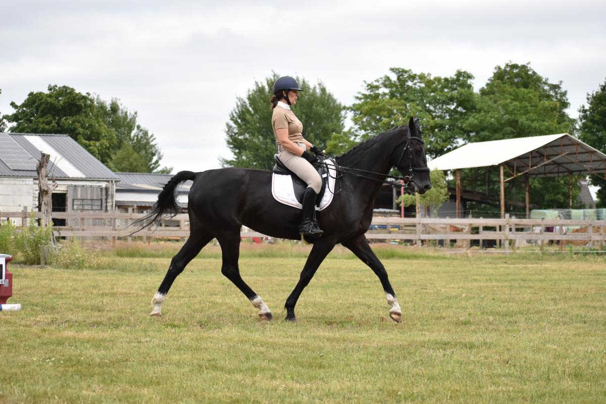 knappe zwarte dressuurmerrie