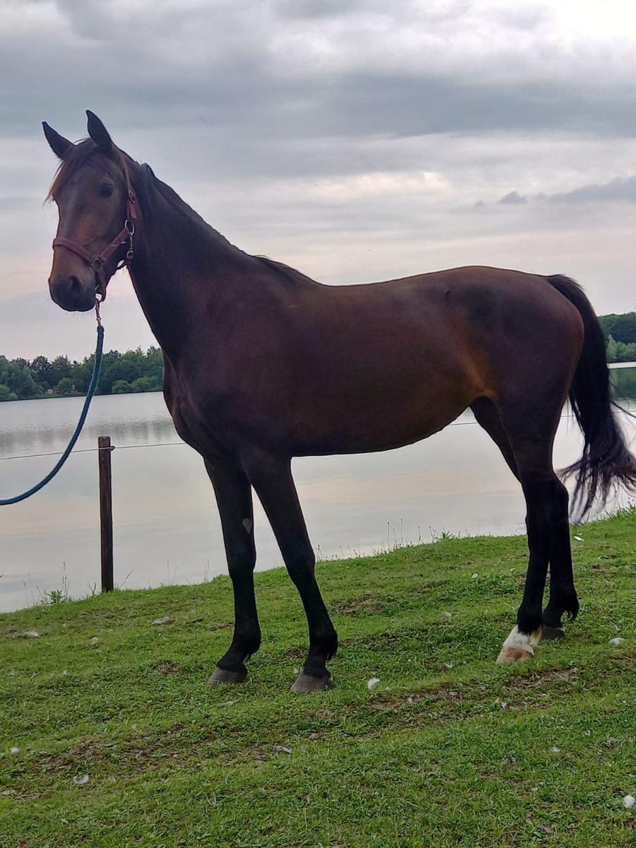 3 jarige merrie
