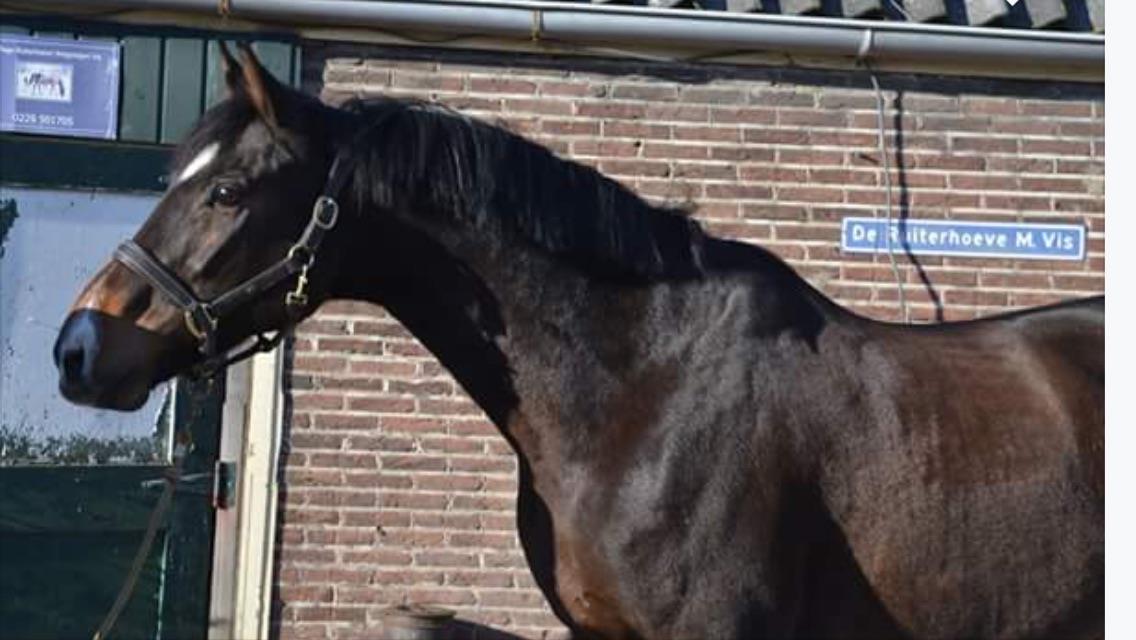 Super lieve kwpn’r