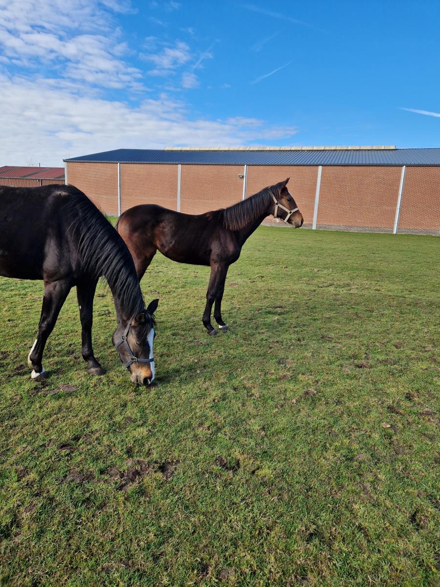 4 jarige merrie van Casall la silla