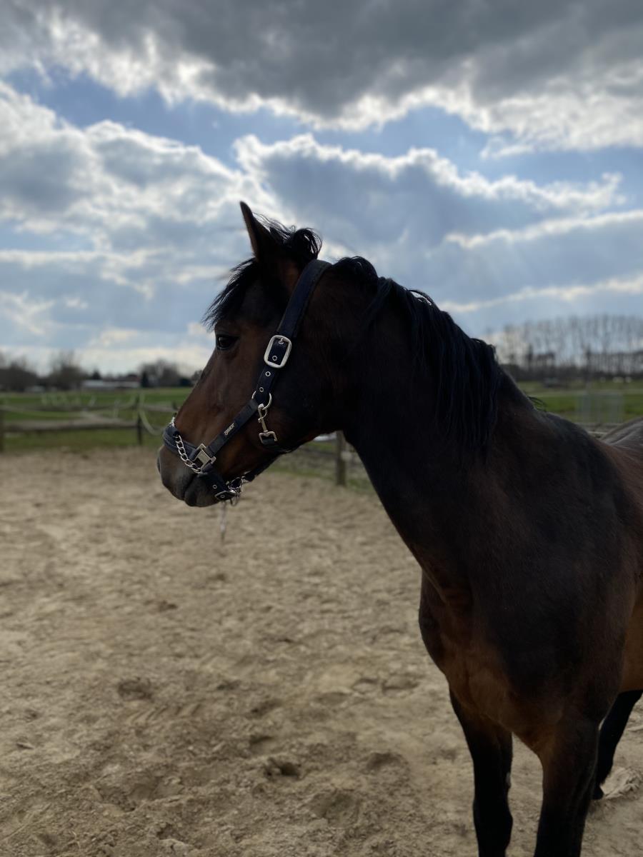 Dravers hengst 7jaar