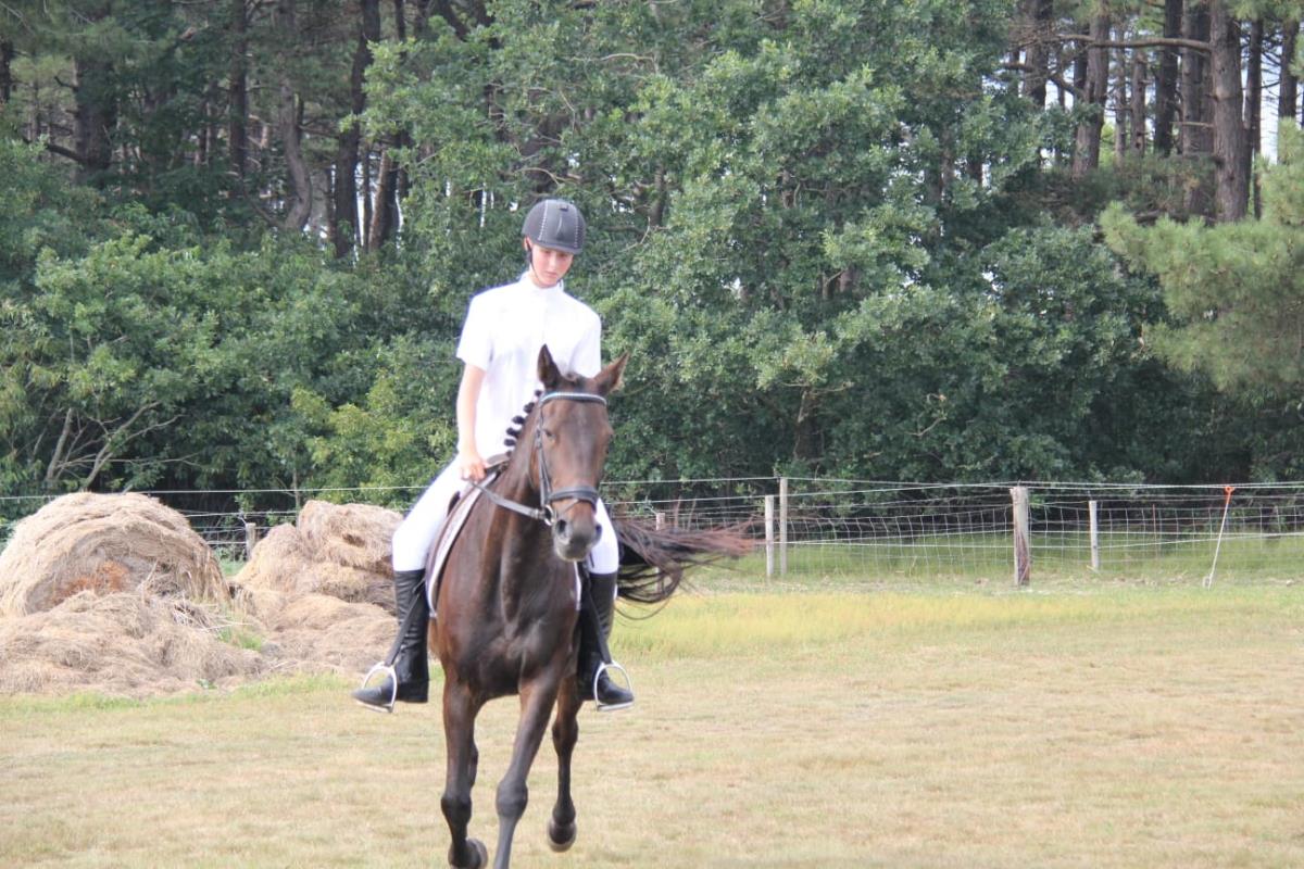 Lieve en allround draver