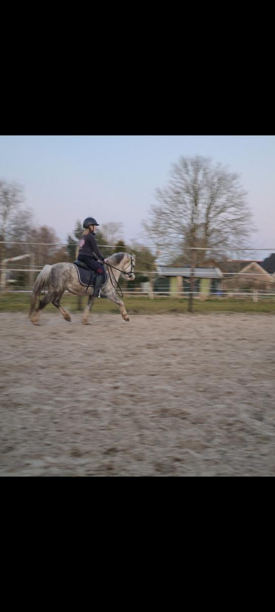 Superlieve allroud gezinspony