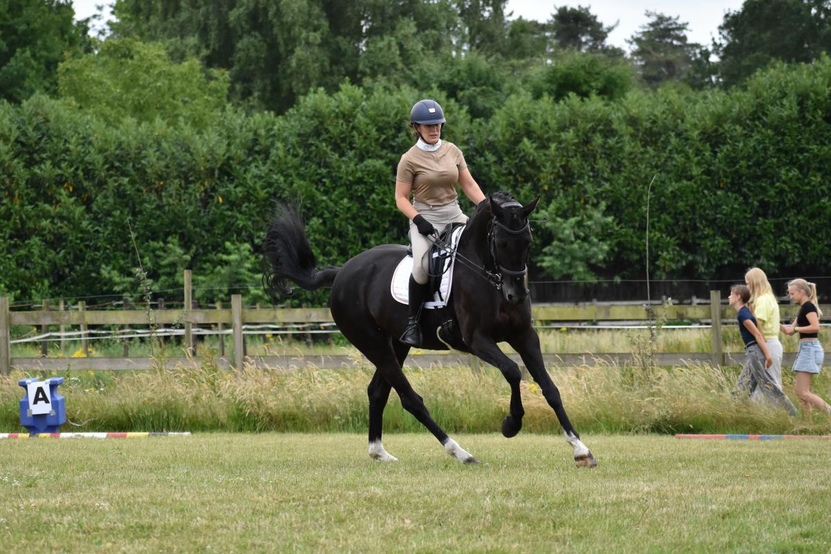 knappe zwarte dressuurmerrie