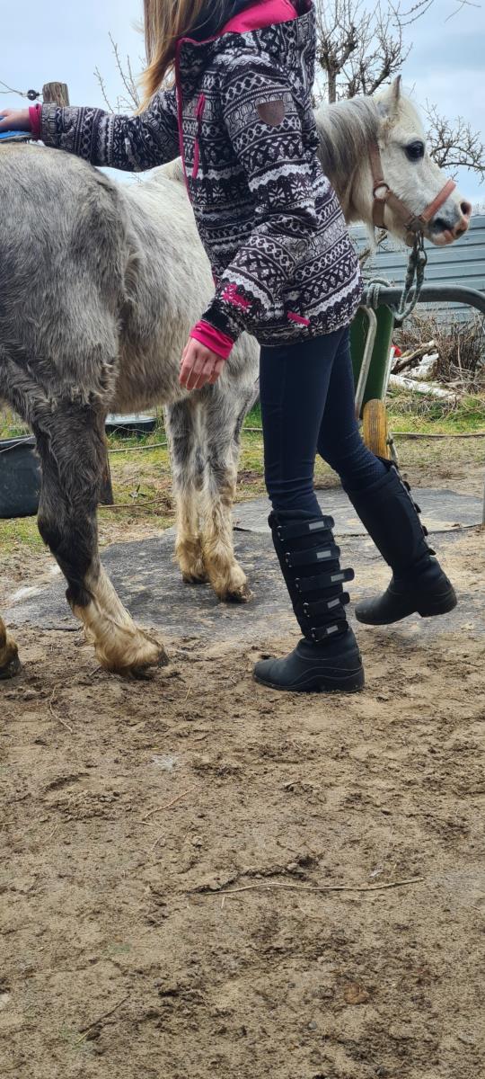 Superlieve allroud gezinspony