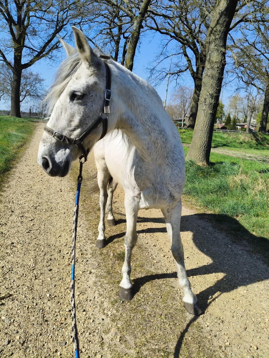 Zeer lieve merrie
