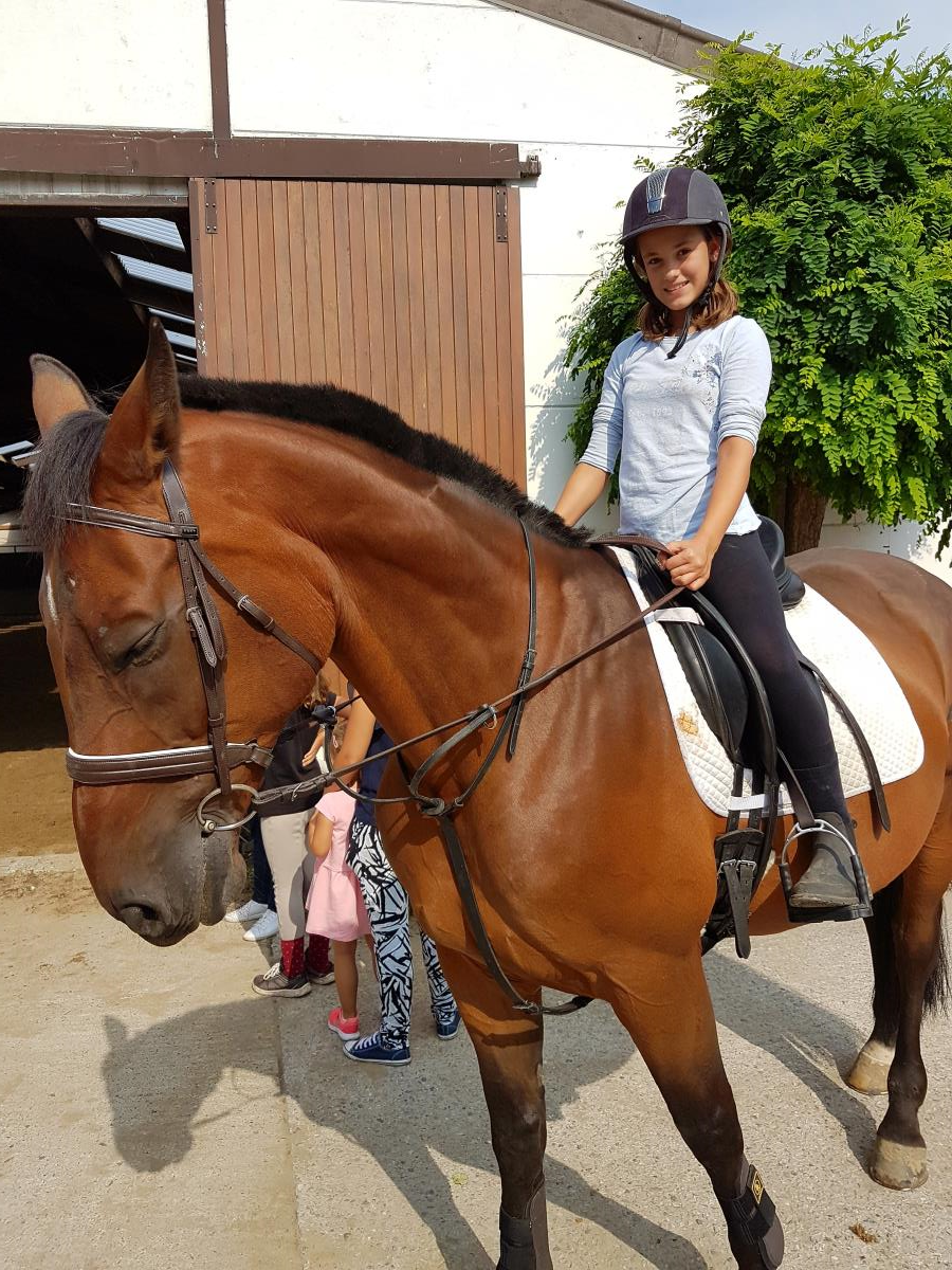 DRINGEND - Mooie BWP ruin - jumping en dressuur