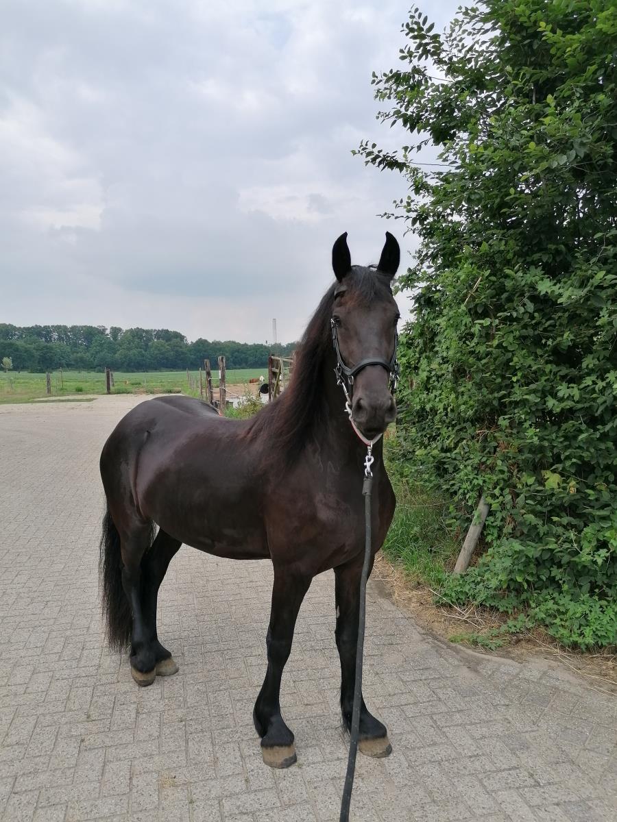Friese merrie, 3 jaar