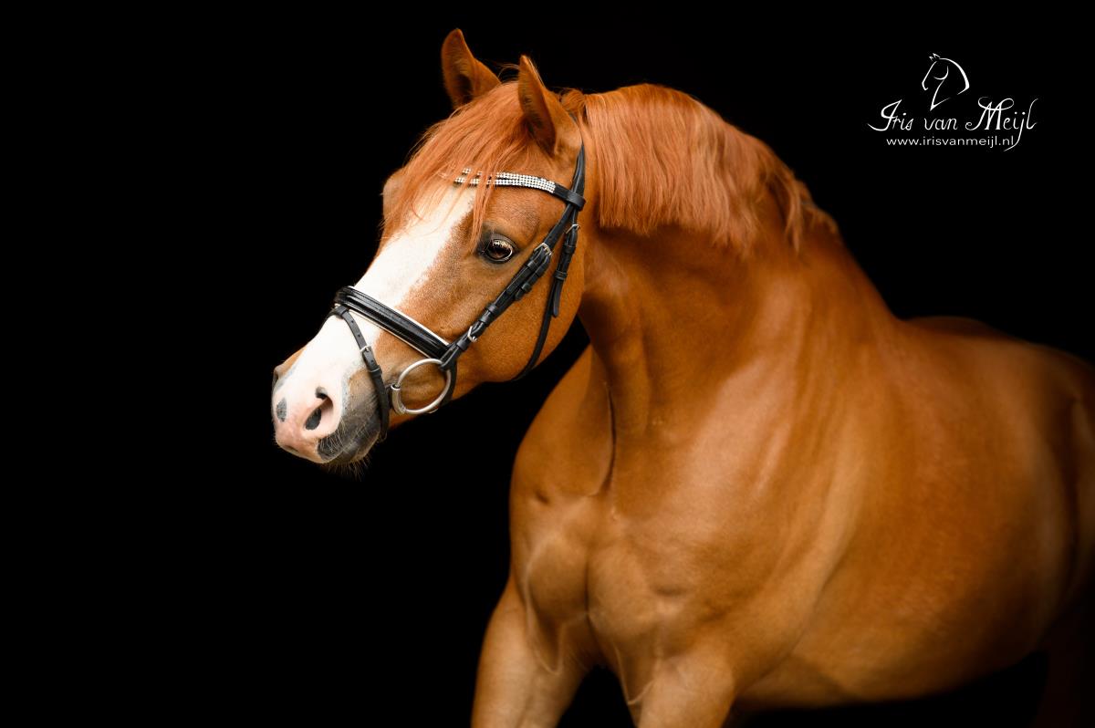 Lieve, knappe Z1 sportpony Hunk