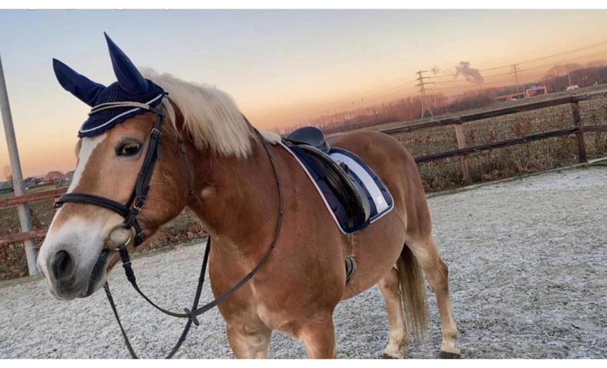 Lieve haflinger merrie te koop