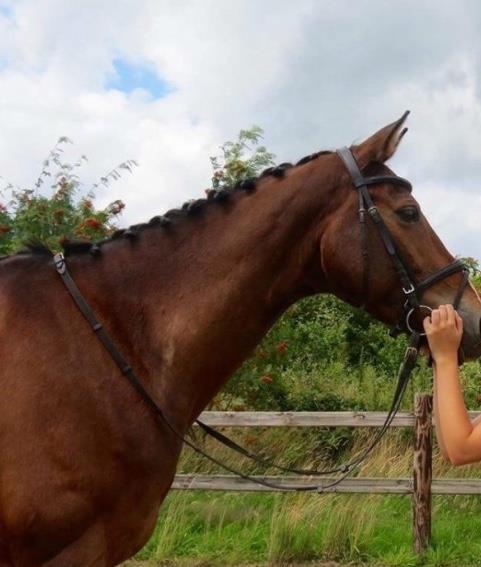 Fijn spring/recreatiepaard