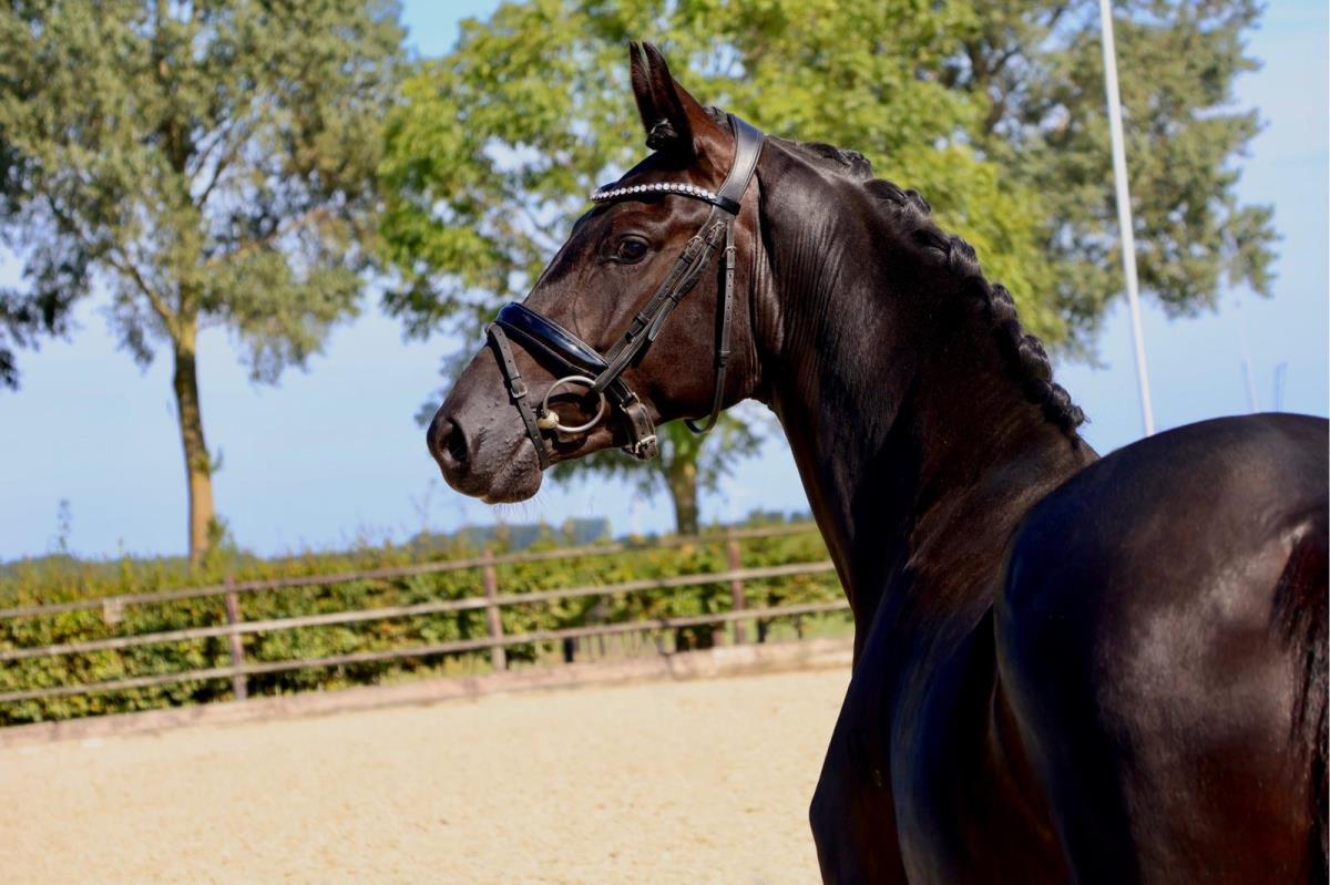 Talentvol jong paard