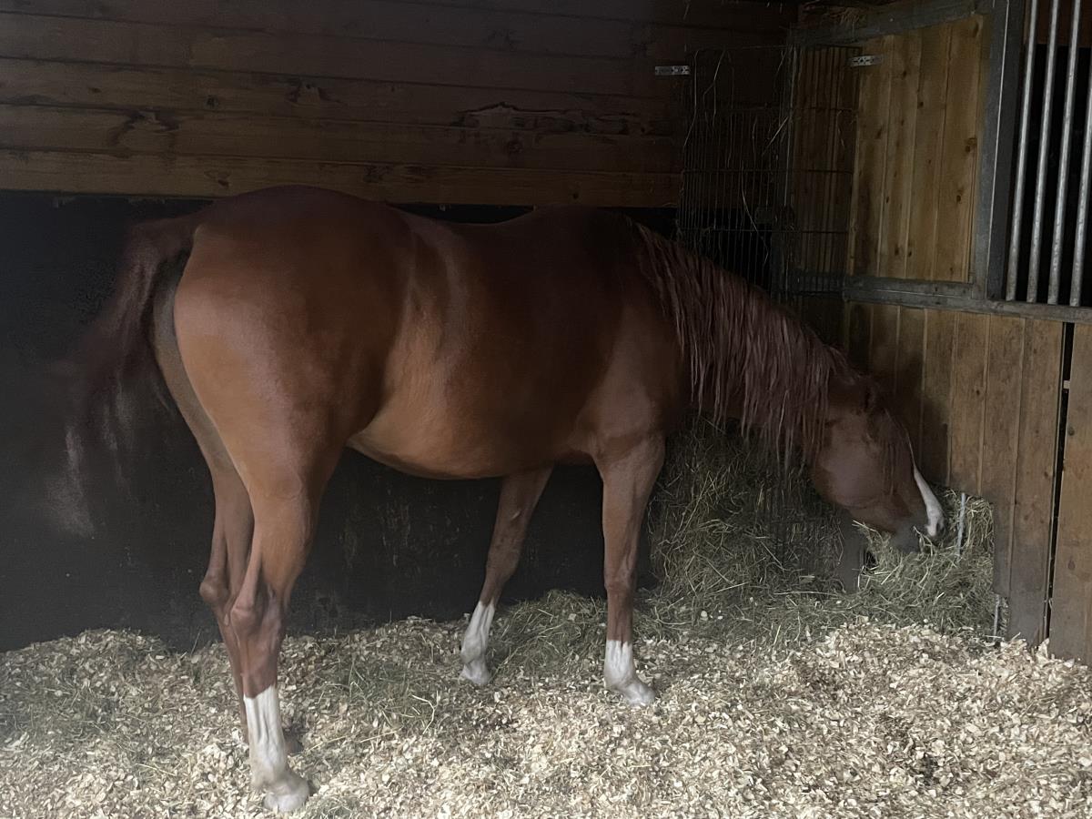 Arabisch paard